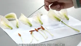 解剖和观察花的结构