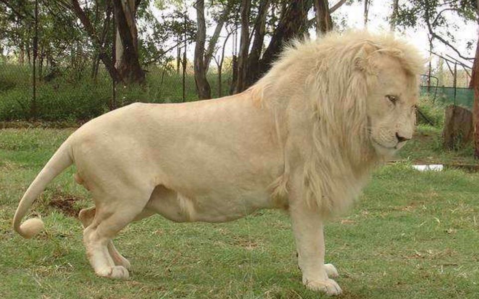 白狮给狗来了个绅士的吻手礼