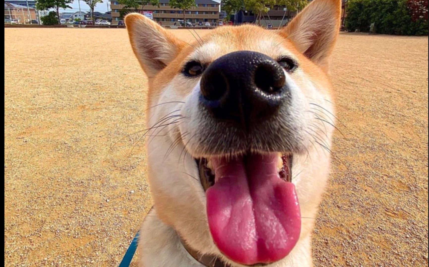 超萌柴犬,铲屎官爱凑近拍它的鼻子,太可爱了_哔哩哔哩 (゜-゜)つロ