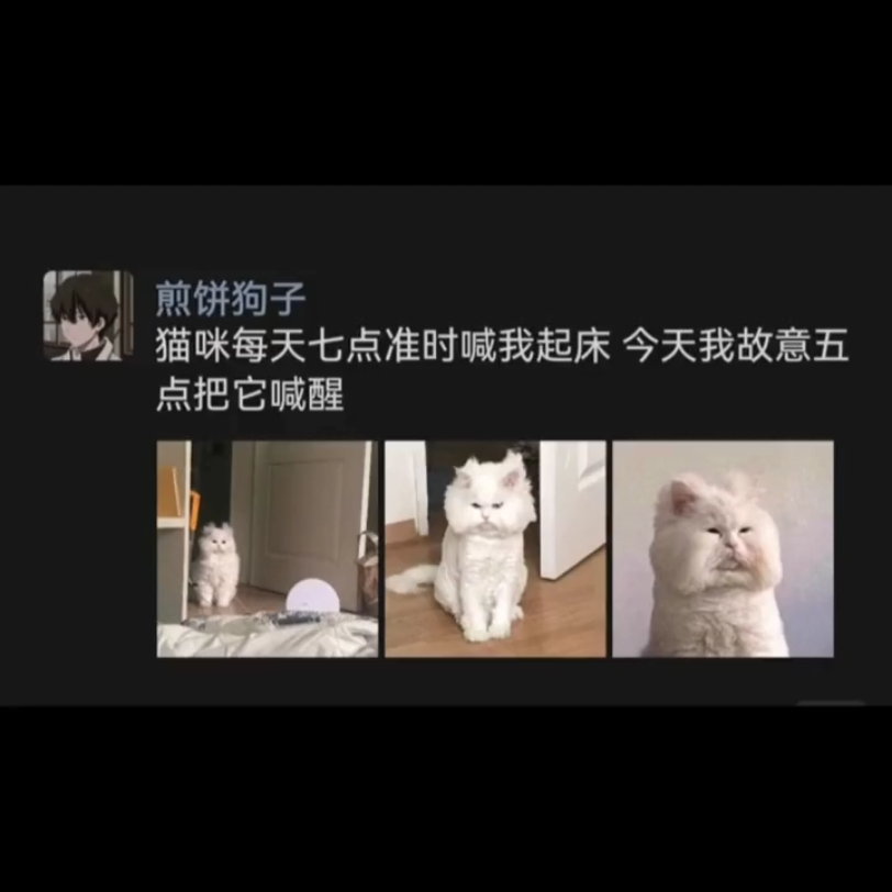 知道猫为什么那么讨厌狗吗[看]哔哩哔哩bilibili