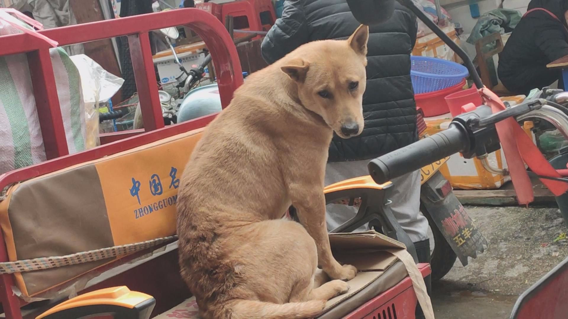狗妈妈很漂亮,非常期待这窝小奶狗
