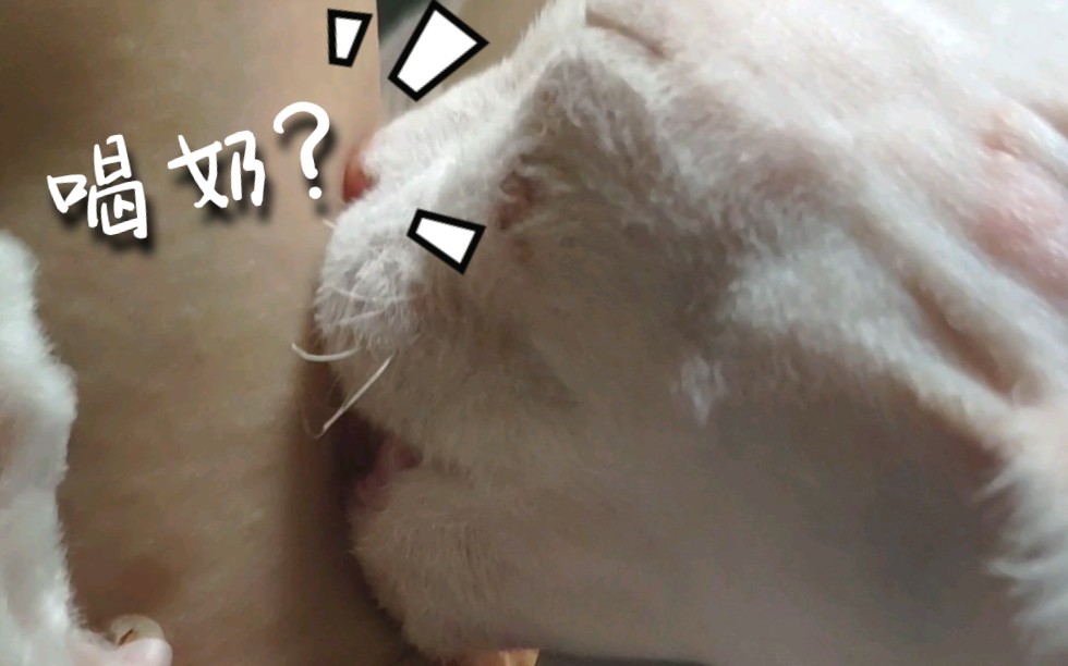 【日常ⷦ–見쥅‹斯无毛猫】我加小可爱在我手臂上一边踩奶一边舔我手臂,一遍还发出嘬奶的声音,这是在喝奶??哔哩哔哩bilibili