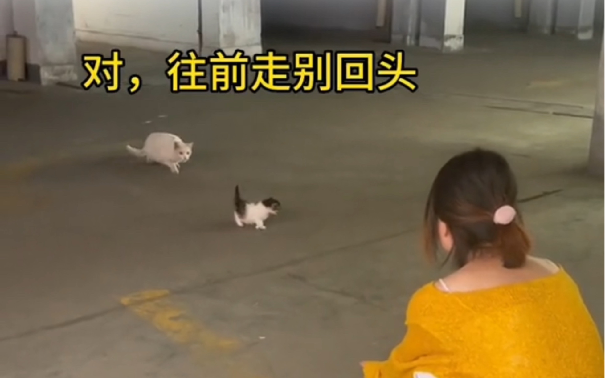 [图]4月27日，四川成都。流浪猫妈妈主动把孩子送给女孩，小奶猫一步三回头让人心疼。猫妈妈：宝贝，妈妈爱你，不想让你和我流浪了。