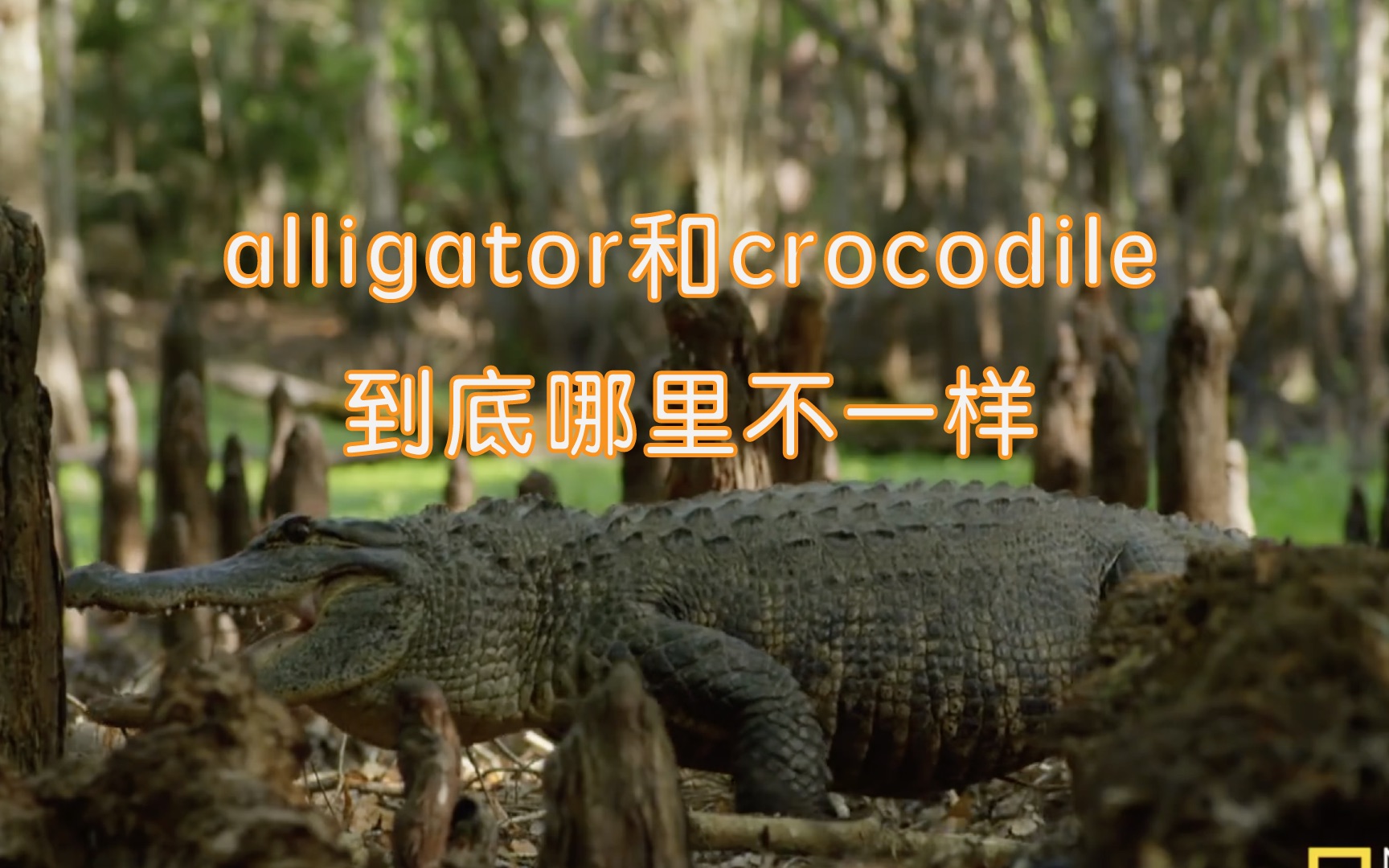 [图]【英语知识】alligator和crocodile真不是一种动物！