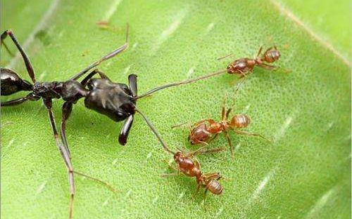 【猛蚁】一窝食肉蚂蚁的捕食视频!超凶超残忍!