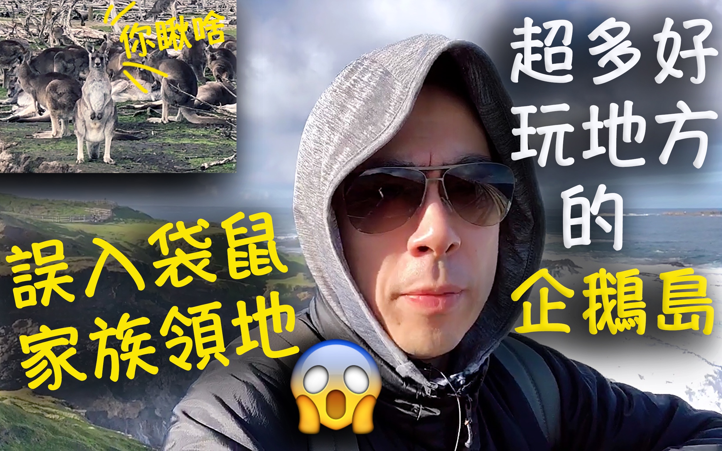 超好玩的澳洲企鹅岛 误入袋鼠家族领地会发生什么《Danny的澳洲笔记》哔哩哔哩bilibili