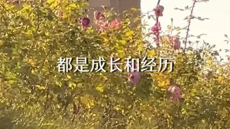 Download Video: 无论这一年好与坏，都即将结束了，无论有多么糟糕，都是成长和经历，在无法预知的末来，只希望我们健康平安就好。