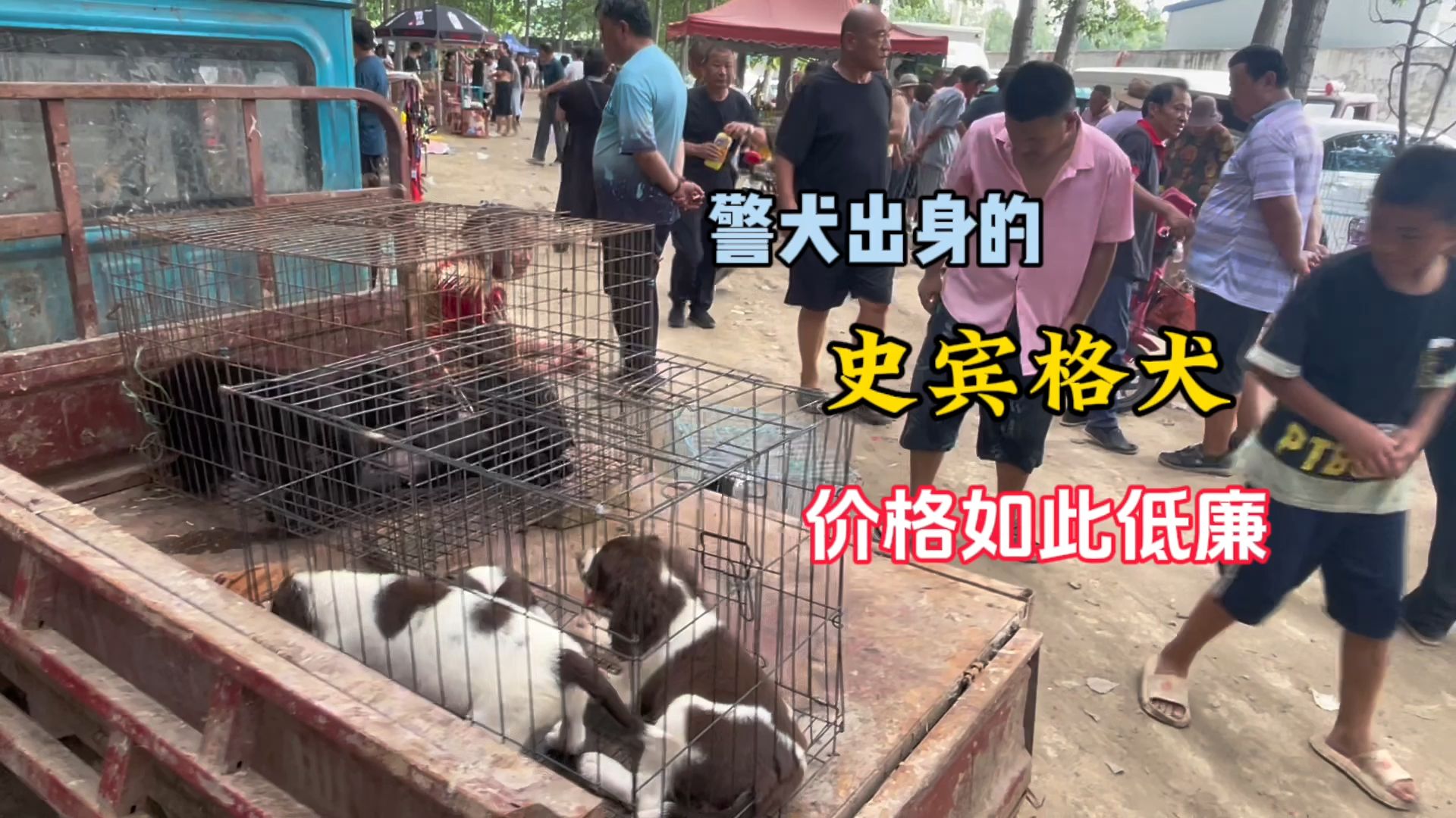 狗市发现警犬出身的史宾格犬,价格如此低廉,品相还不错哔哩哔哩bilibili