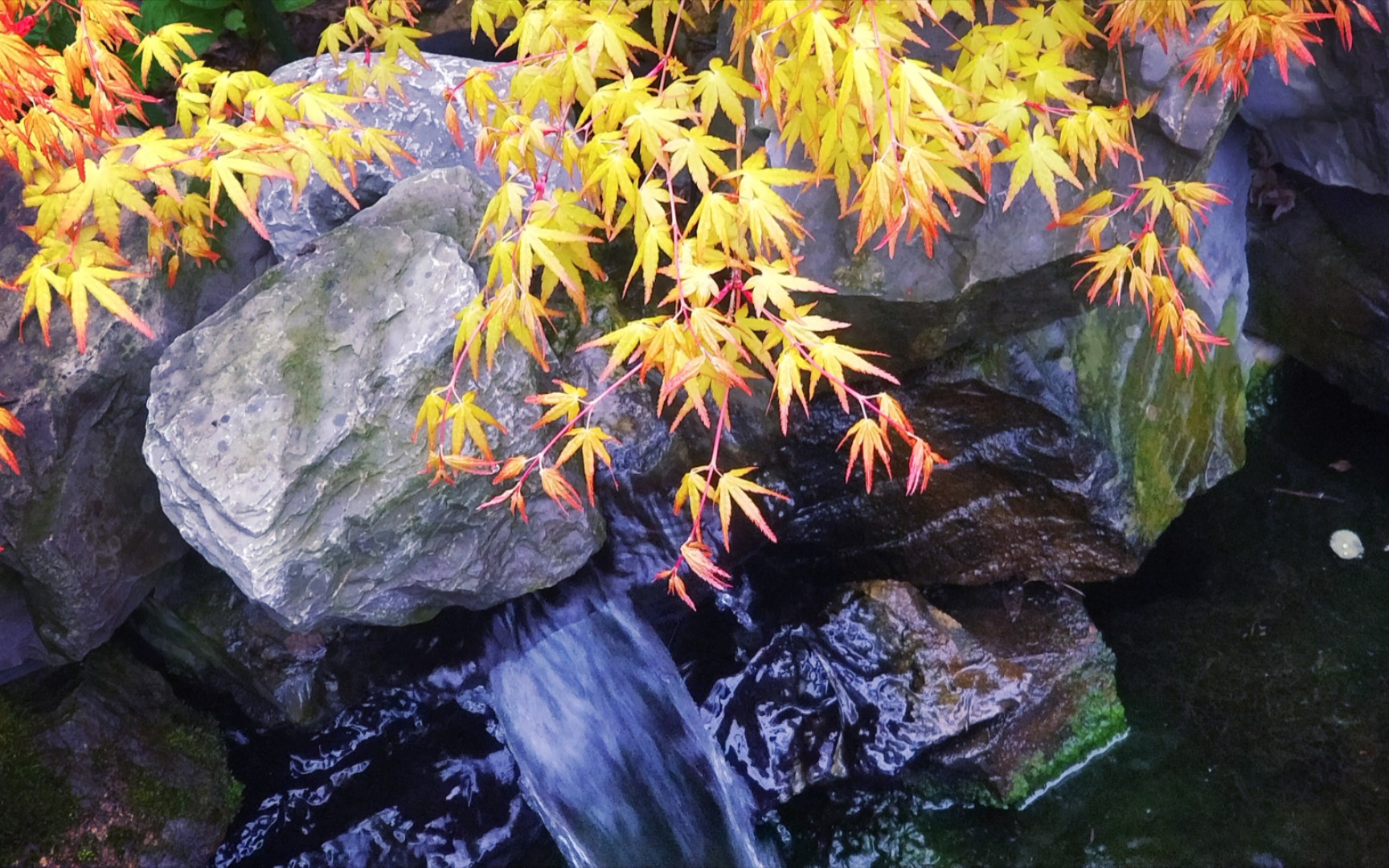 种了些小草花,桃子、苹果都开花了,到处都是嫩芽和花蕾,卡苏美艳不可方物,安素园的春天就在喧闹里开始了哔哩哔哩bilibili