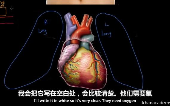 [图]人体解剖学和生理学 之人体循环系统简介