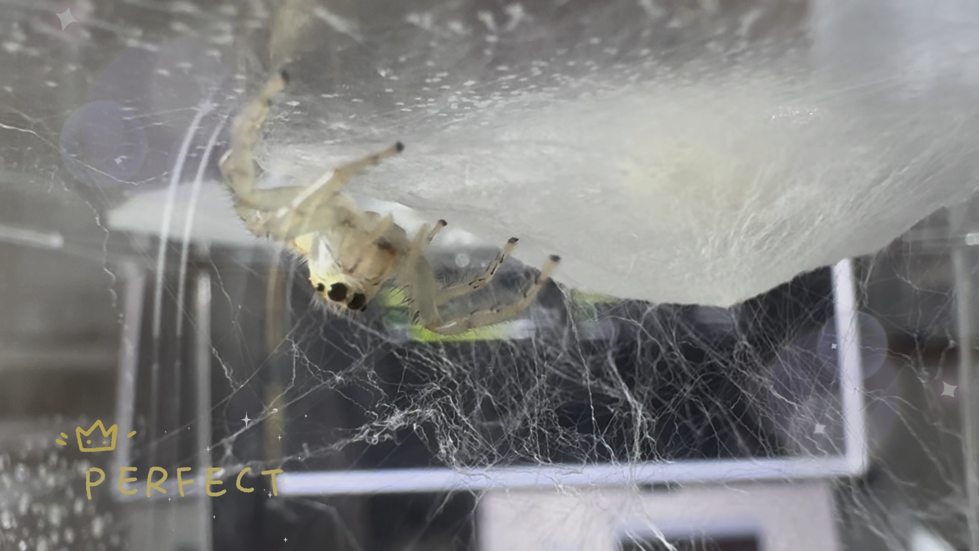 哇,小跳蛛当妈妈了,看上去有上百颗卵.