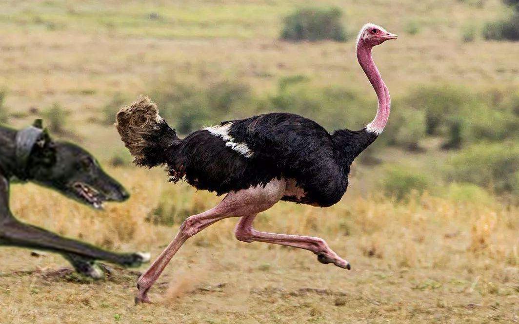 2米多高的鸵鸟奔跑速度70公里遇上猎犬在草原上跑出了生死时速