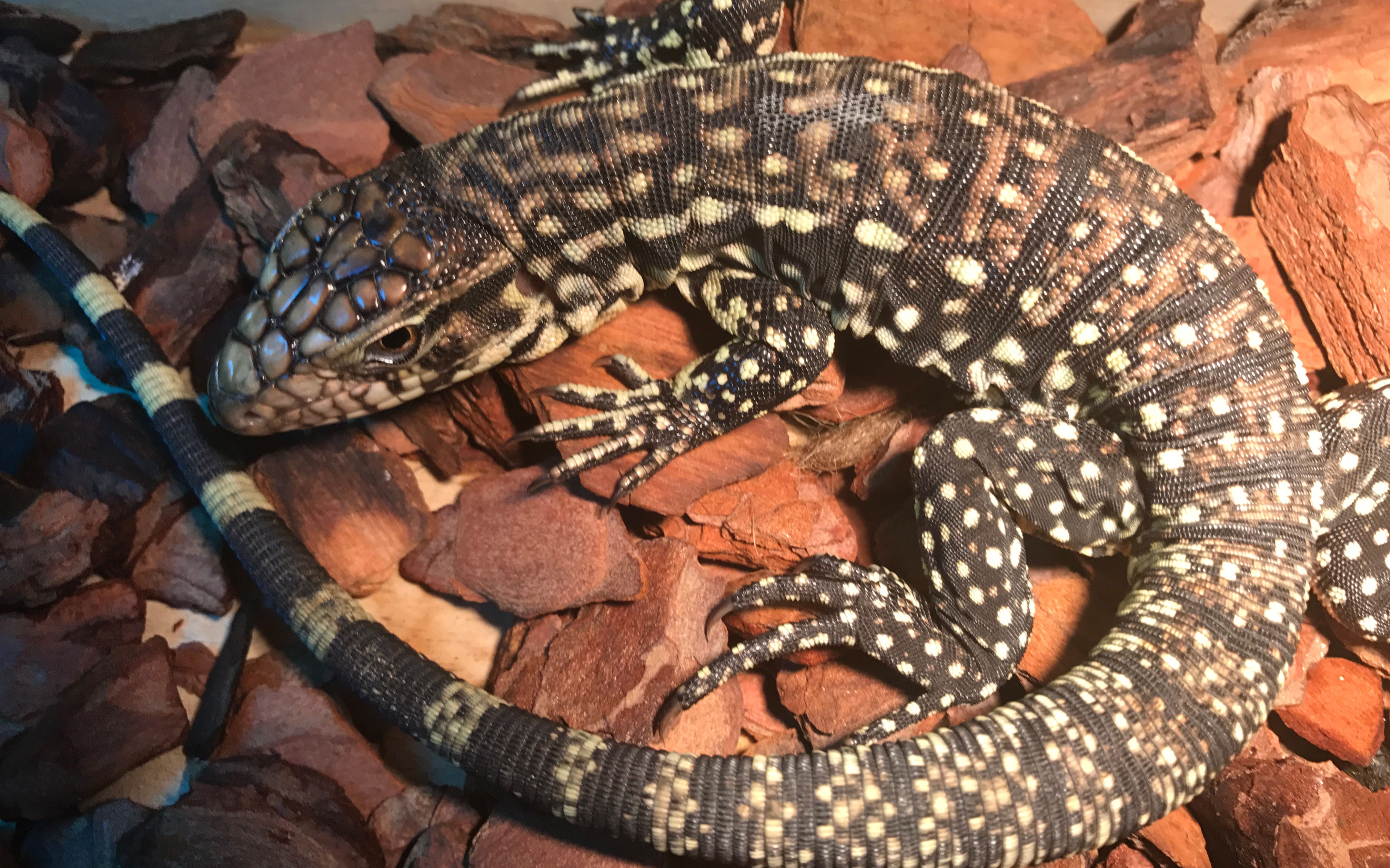 【安比】泰加狗儿疯狂撕咬鱼肉儿