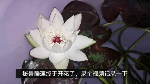 秘鲁睡莲 夜开记录花中的妖精 哔哩哔哩 Bilibili