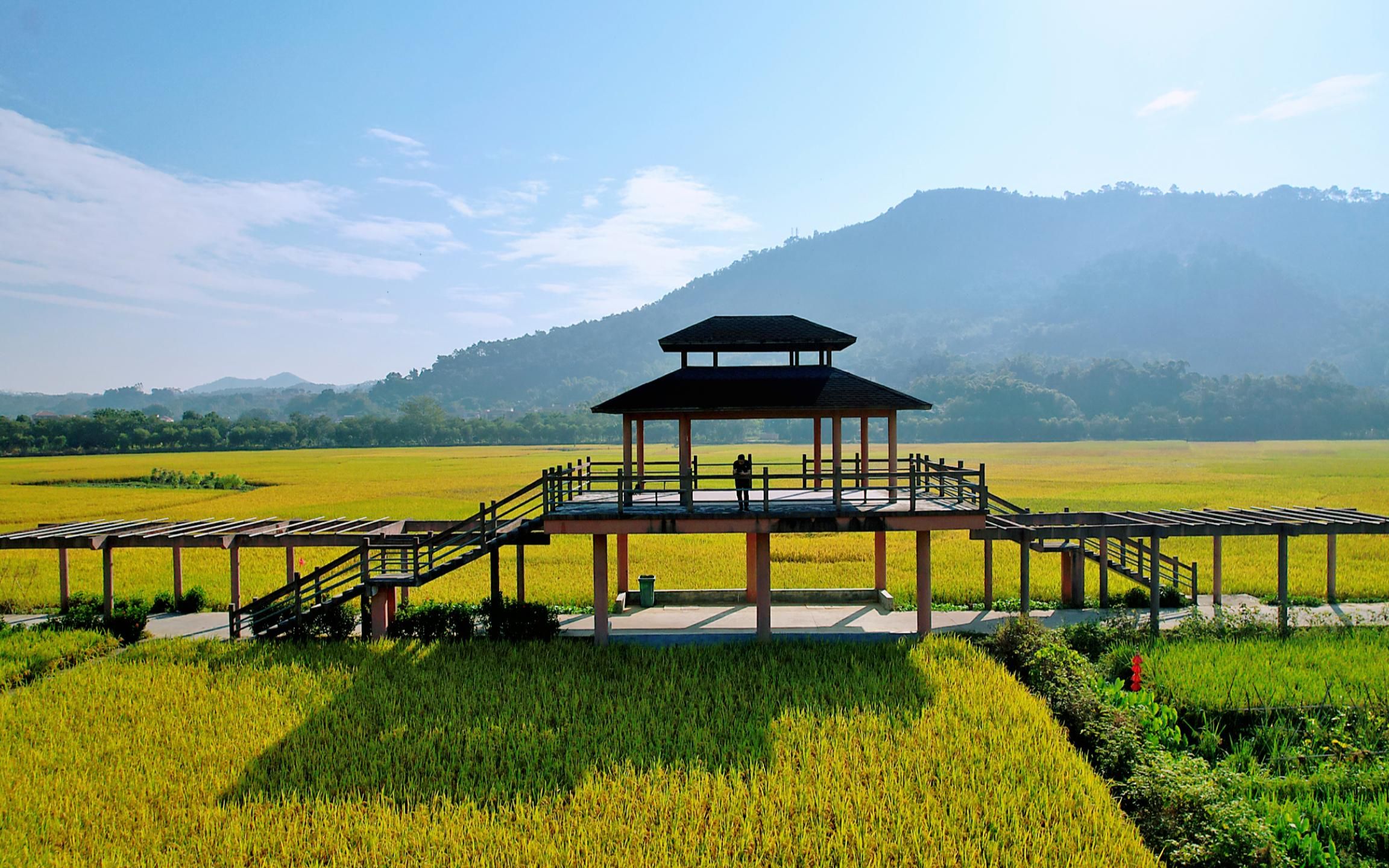 秋天就要往乡村去,置身广东德庆罗洪村这片稻田,感觉回到了童年