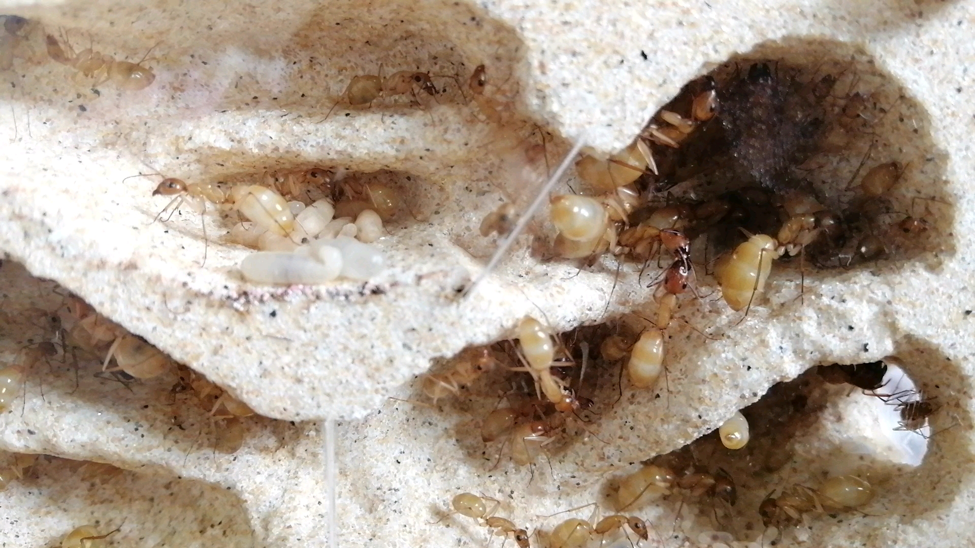 【中亚弓背蚁】像极了面包的屁股_哔哩哔哩_bilibili