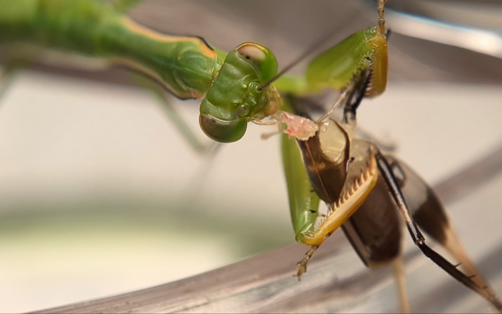中华原螳食用斑腿栖螽