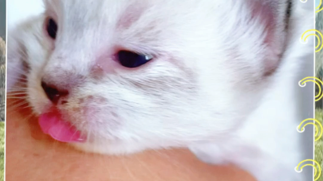 吐舌头的布偶猫