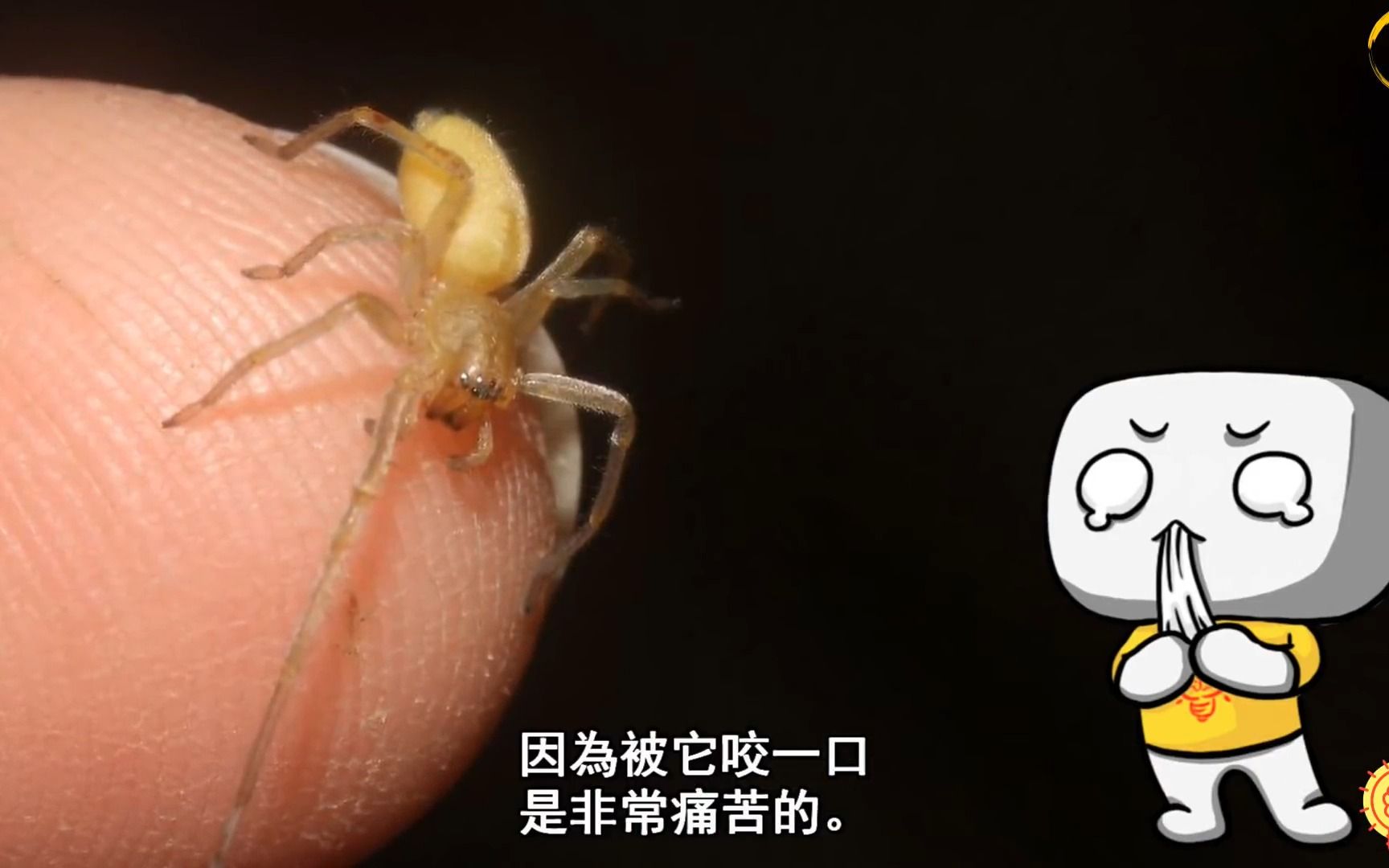 世界上最危险最致命的可怕蜘蛛!