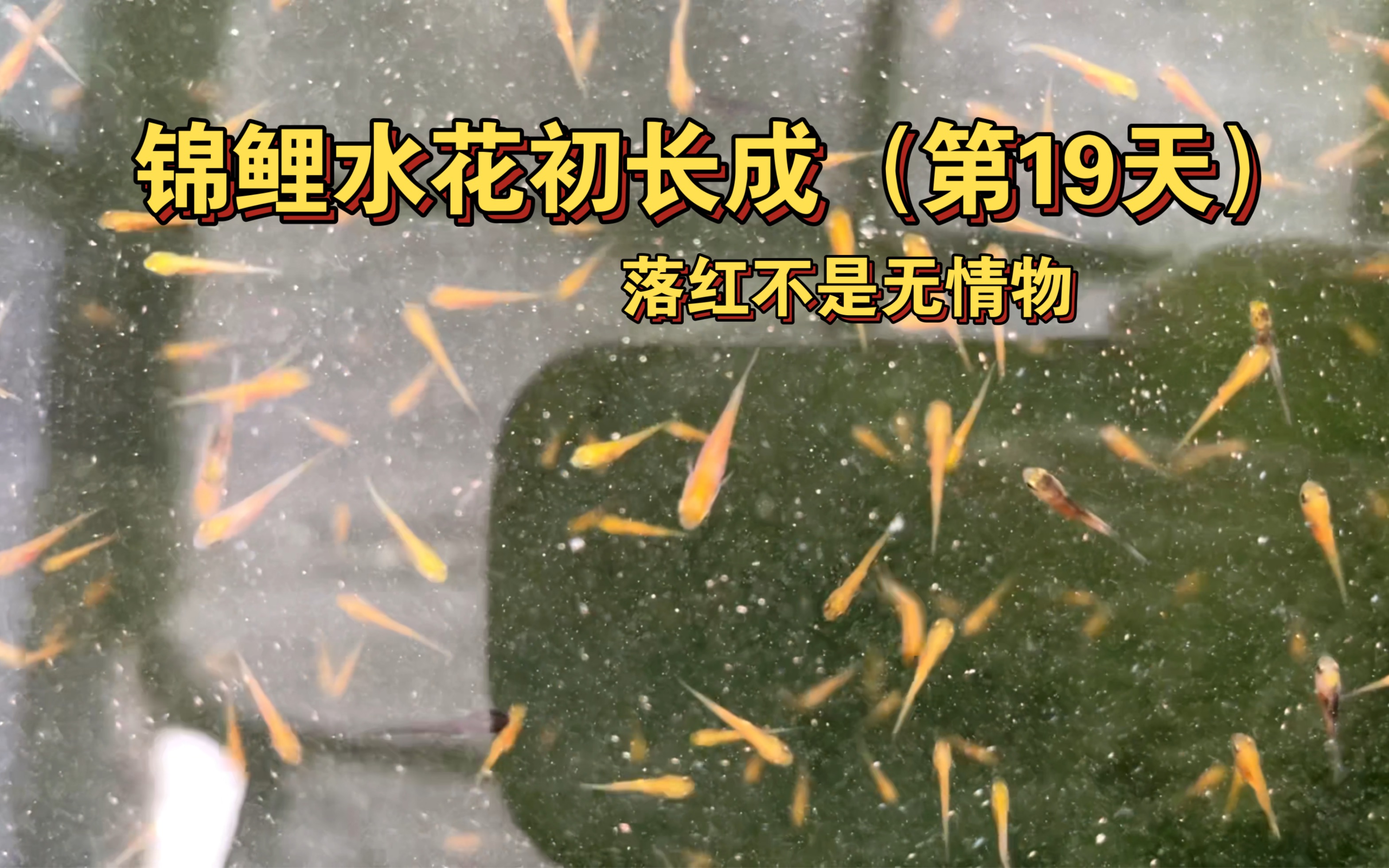 锦鲤水花初长成(第19天)落红不是无情物