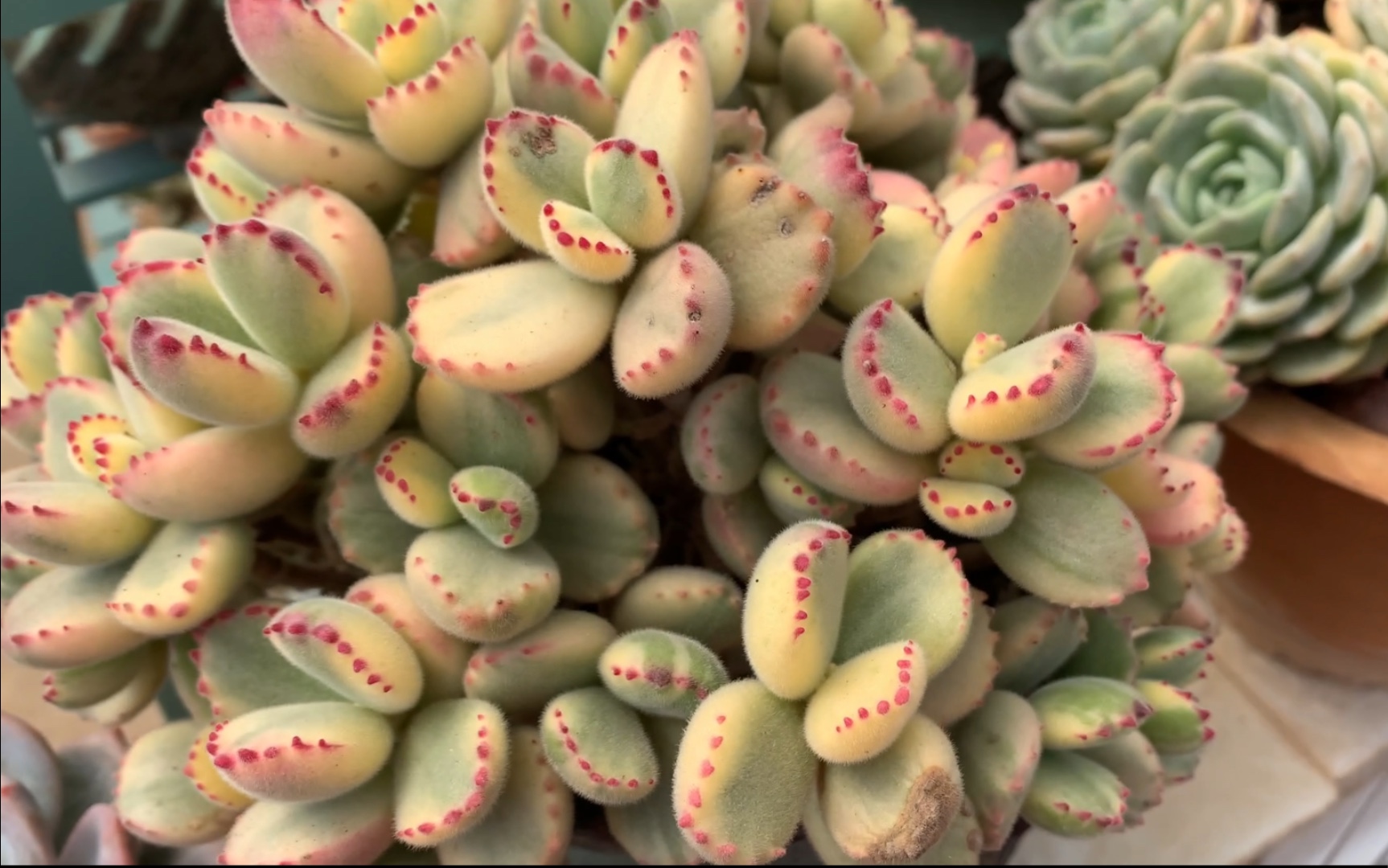 活动  【hidelica的多肉】小白熊最近长的新叶都是全锦