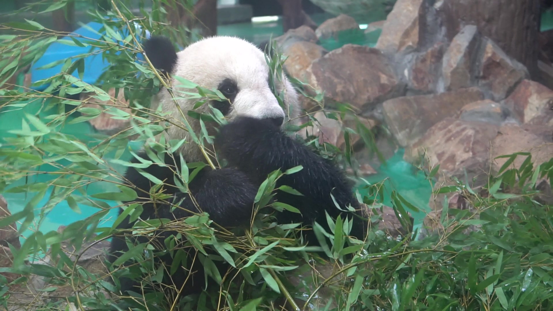 【大熊猫星光】看星光吃竹叶是一件幸福感满满的事_哔哩哔哩 (゜-゜)