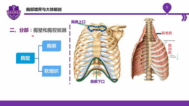解剖学 分担 2 005脑血管应用解剖03（大脑后动脉分段分支和脑静脉系统）_哔哩哔