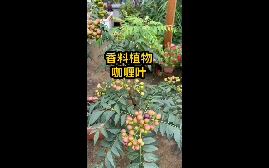 盆栽咖喱叶,叶片可做调料食用,可当绿植观赏,果子香甜,四季常绿.哔哩哔哩bilibili