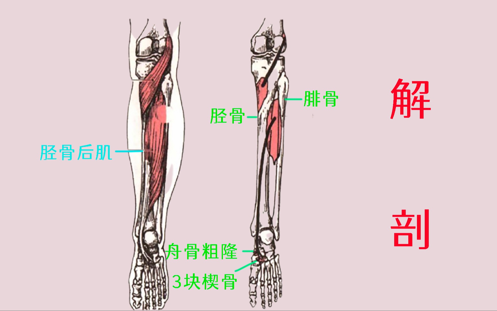 解剖 胫骨后肌哔哩哔哩bilibili