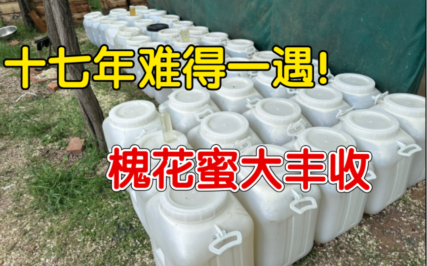 十七年难得一遇!槐花蜜大丰收!蜂农发财了!三次水蜜,一次波美度42度以上的水白色高浓度槐花蜜!哔哩哔哩bilibili