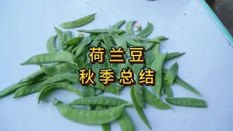 Download Video: 秋季荷兰豆种植总结，什么时候还可以种