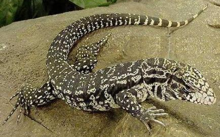 澳洲星点厚尾守宫 第一天到家就连吃我10只蟋蟀啊!你是猪吗?