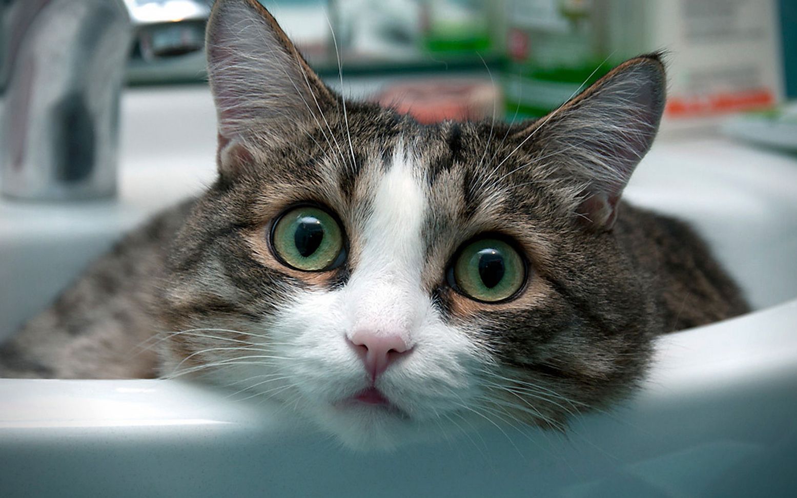 动物爆笑视频合集萌猫篇 猫都成精了超级搞笑