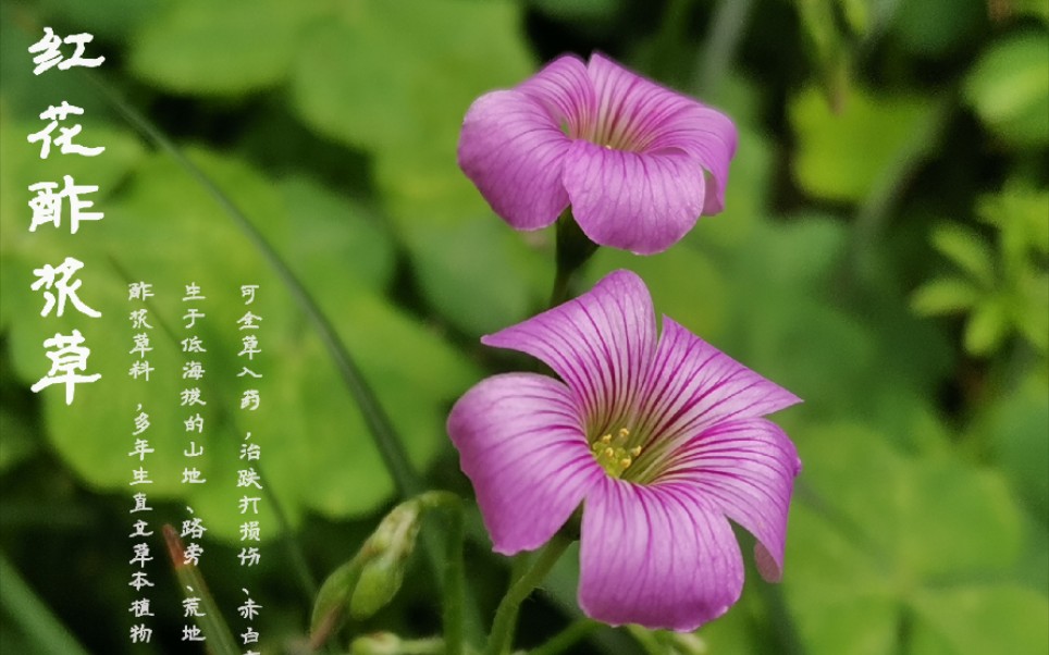 [图]每一朵“无名小花”都在努力绽放！