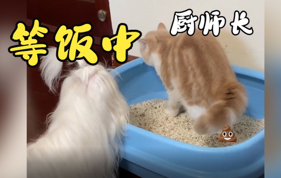 “猫狗双全”是种怎么样的体验?哔哩哔哩bilibili