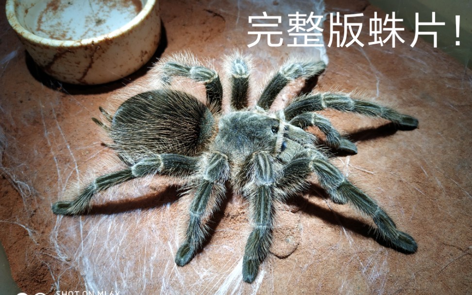 巴西火红捕鸟蛛交配完整视频