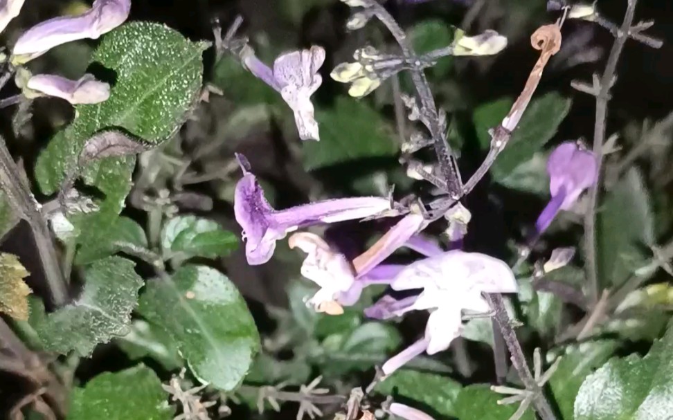 [图]养花日记 夏日强推，不需过多照料的好花“特莱莎香菜”