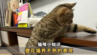 下载视频: 狸花猫“养不熟”的表现，非常明显！