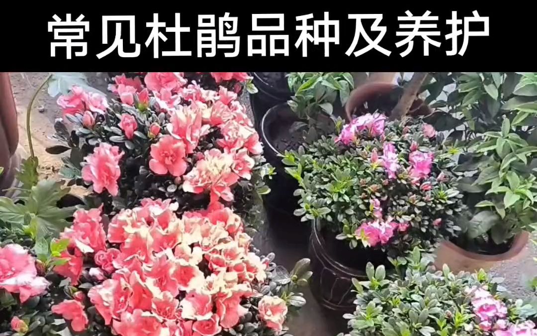 [图]常见杜鹃的品种，及养护，花期 养花 杜鹃