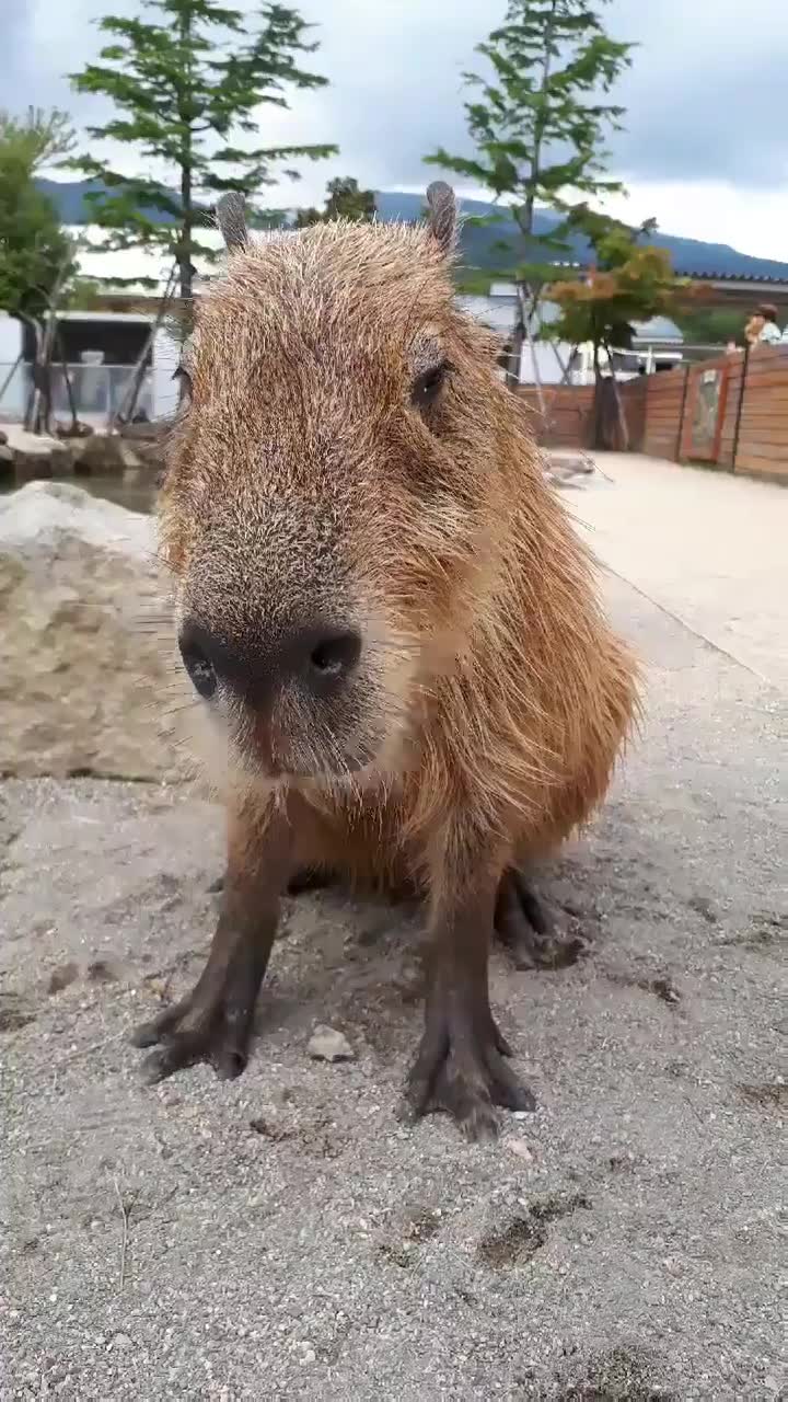 活动作品猜一猜水豚刷牙是用