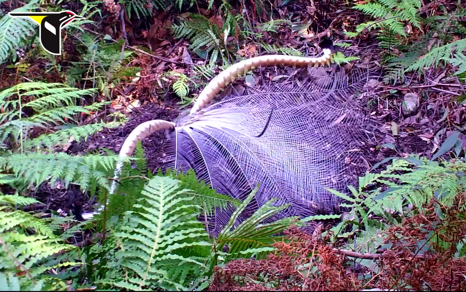 华丽琴鸟,一种超级浮夸的鸟