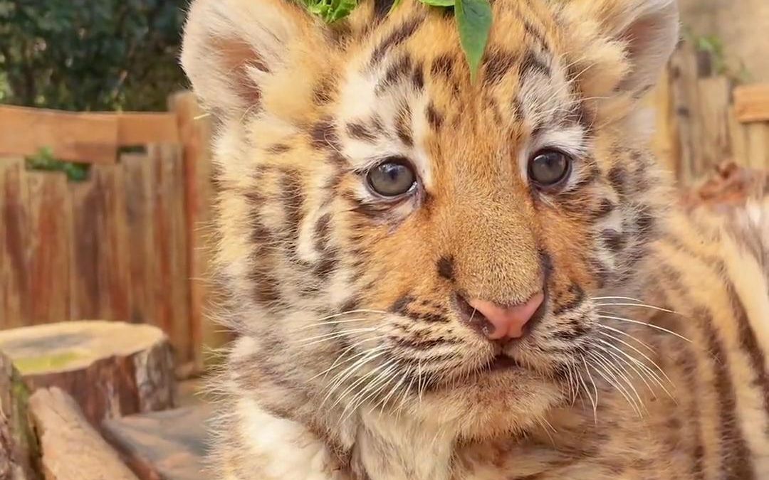 活动  东.东北金渐层?