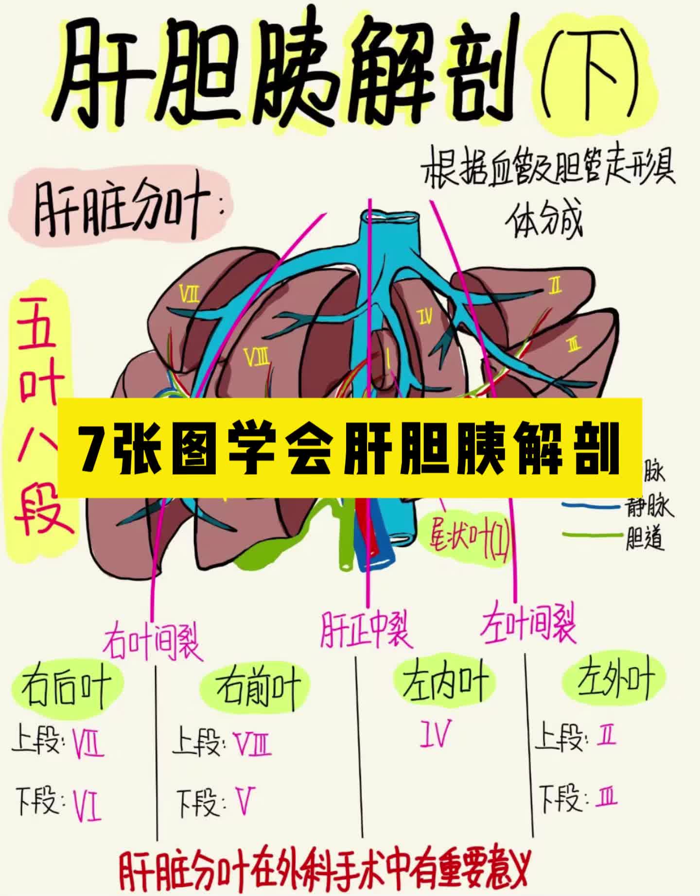 7张图带你带你肝胆胰解剖哔哩哔哩bilibili