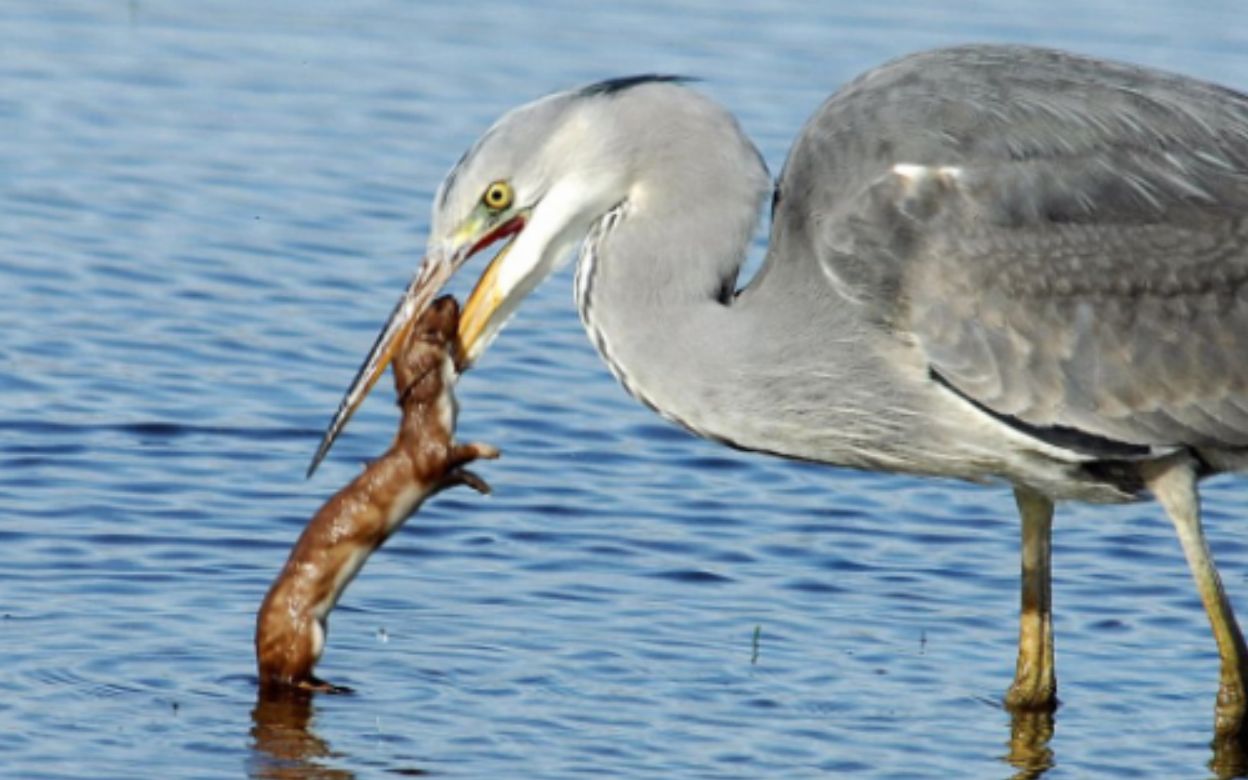 黄鼠狼的天敌苍鹭一口一个像吃辣条轻松将黄鼠狼吞到腹中