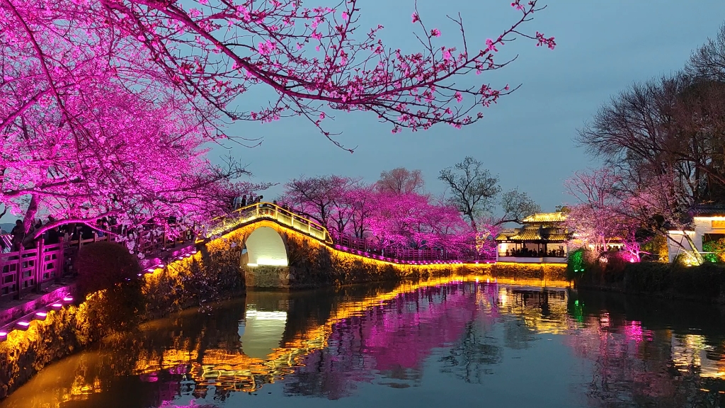 无锡鼋头渚夜樱长春桥景点