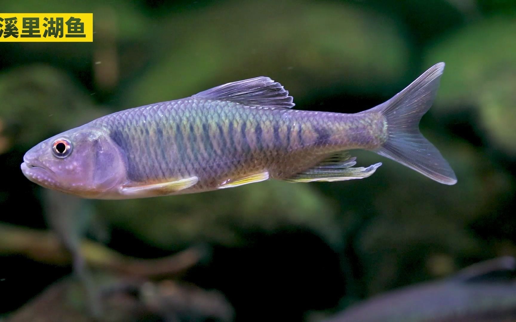 黄下鳍的海南激流马口_哔哩哔哩_bilibili