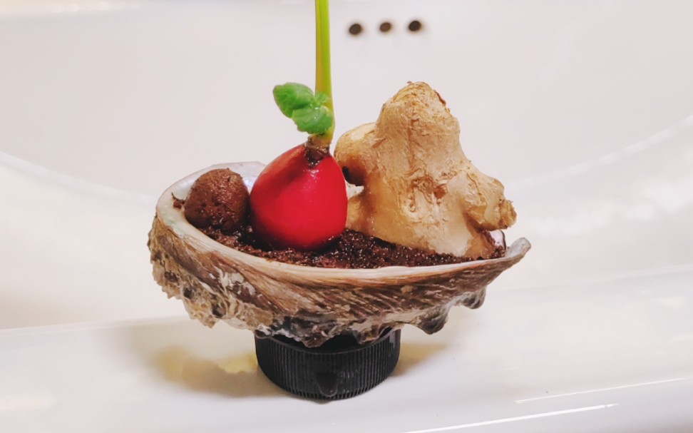 用鲍鱼壳diy一盆禅意盆栽