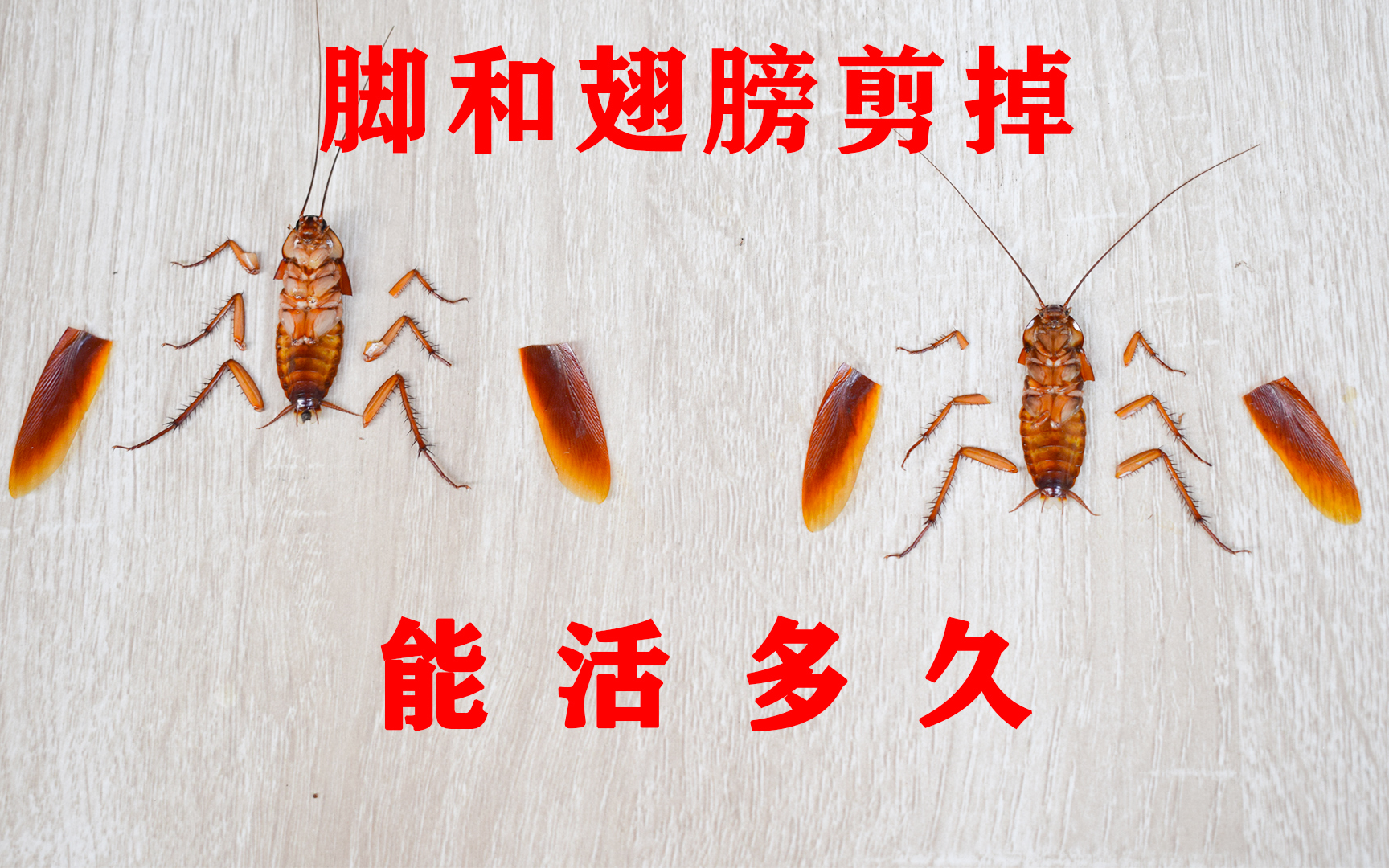 把"蟑螂"的脚和翅膀剪掉,它还能活多久?_哔哩哔哩_bilibili