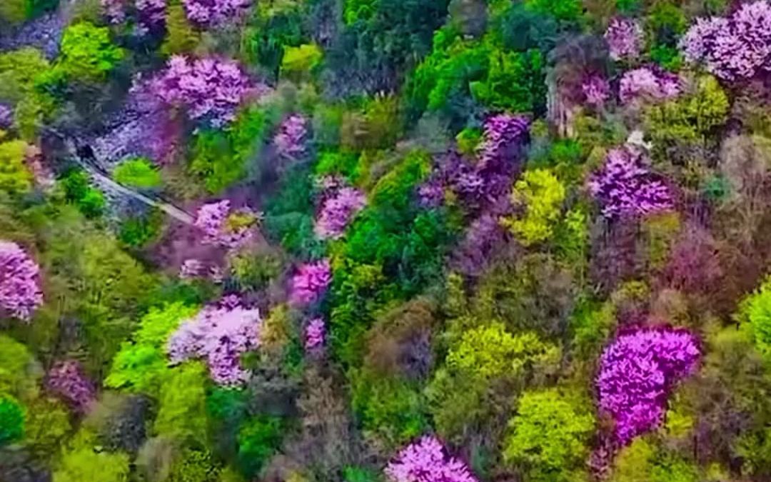 行走河南ⷨﻦ‡‚中国 | 西峡老君洞生态养生旅游区:第十二届紫荆花节即将盛大开幕.哔哩哔哩bilibili