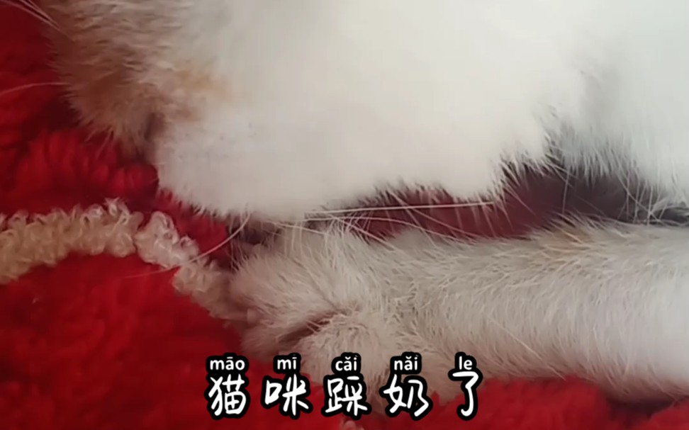 小猫咪为什么舔着我的睡衣踩奶呢哔哩哔哩bilibili